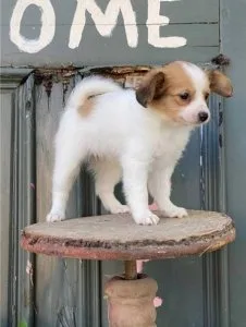 Health Tested STUNNING boy AND GIRL Papillons