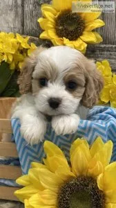 Stunning AKC Reg Cavachon Pups FOR SALE