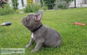 AKC Gorgeous Blue French Bulldog Puppies