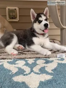 Siberian Husky puppies for sale