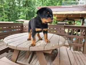 Rottweiler Puppies for sale