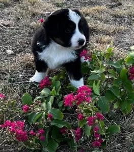 Embarrassed Australia Shepherd Puppies For Sale