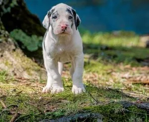 AKC Great Dane Puppies Ready To Go