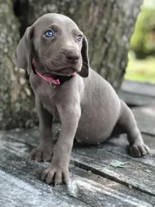 AKc Weimaraner boys and girls available