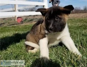 sfdv American AkitaPuppies 5girls2boys DNATestedParents