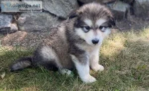 Famous Alaskan Malamute Puppies For Sale