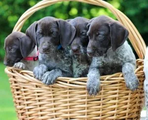 German Shorthaired Pointer Puppies AKC reg