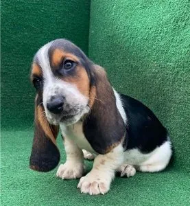 TTop Quality Basset Hound Pups For Sale