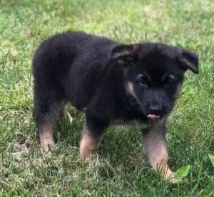 Frightened German Shepherd Puppies Available