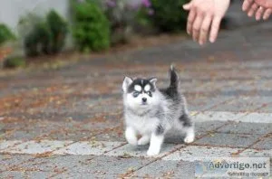 Handsome Pomsky male and Female AKC Reg