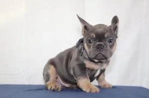 French Bulldog puppies for sale