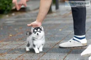 Handsome Pomsky male and Female AKC Reg