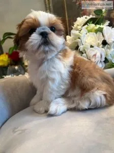 Shih Tzu puppies for sale