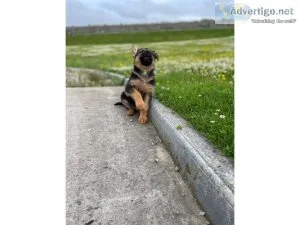 Perfect German Shepard puppies for sale