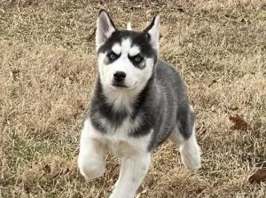 Siberian Husky puppies for sale