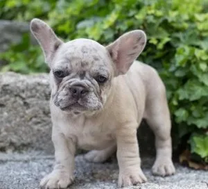 Purebred French Bulldog Puppies 3 months old - AKC Registered