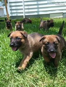 German Shepherd Dog puppies for sale