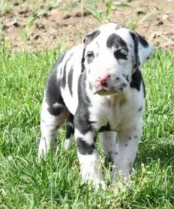 Motionless Great Dane Puppies Available