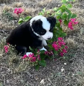 Australian Shepherd purebred AKC puppies for sale
