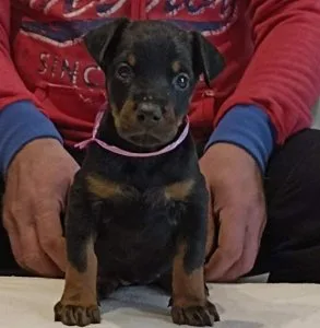 Disgusted Doberman Pinscher Puppies