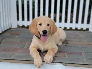 AKc stunning red golden retriever puppies
