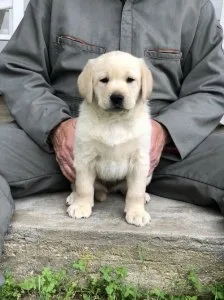 4 beautiful AKC registered Labrador puppies