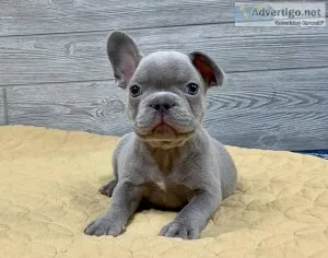 French Bulldog puppies for sale