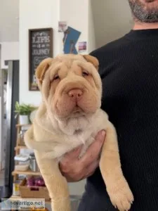 only 2 left shar pei boys and Girls available