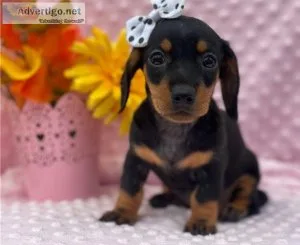 Smooth Dachshunds Puppies