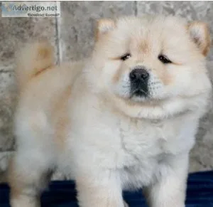 AKC Chow Chow Puppies (Pure Breed)