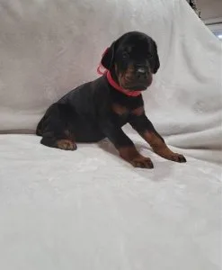 Outrageous Doberman Pinscher Puppies