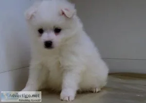Puzzled American Eskimo Puppies
