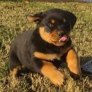 Muddy Rottweiler Puppies Available