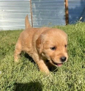 Max AKC Registered Golden retriever puppy