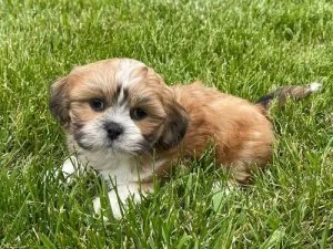 Full breed Lhasa Apso puppies for sale
