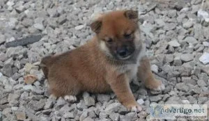 Home Raised Shiba Inu Puppies for sale