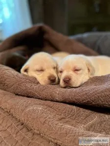 AKC registered Labrador retrievers