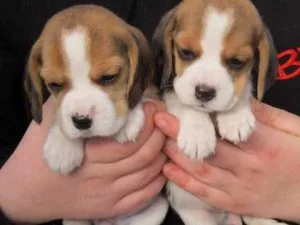 AKC Pedigree Health Tested Beagle Puppies FOR SALE