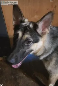 Belgian malinois for sale