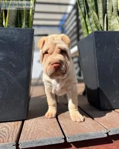 only 2 left shar pei boys and Girls available