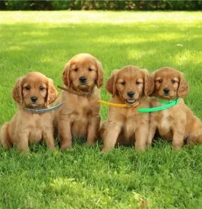 Bailey Working Golden Retrievers Puppies