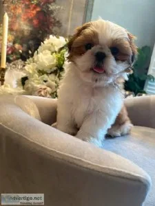 Shih Tzu puppies for sale