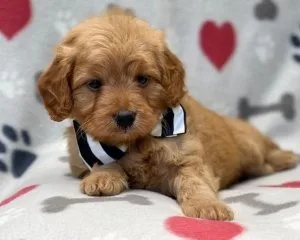 5 beautiful cavapoo puppies
