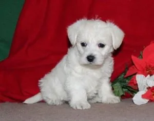 West highland terrier puppies AKC Reg for SALE