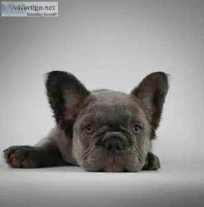 French Bulldog puppies for sale