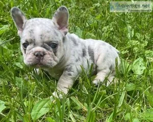 Glorious Merle French Bulldog Puppies Ready Now