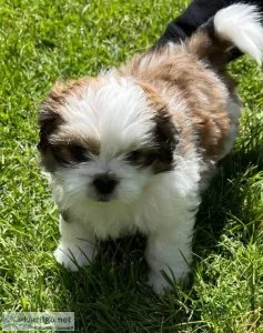 Shih Tzu puppies for sale