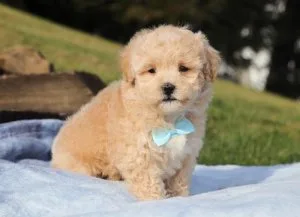 stunning  Maltipoo puppies