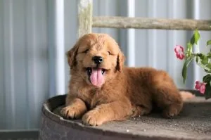 Gorgeous Health Tested Goldendoodle pups