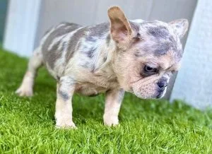 Quality Merle French Bulldog DNA teste Puppies